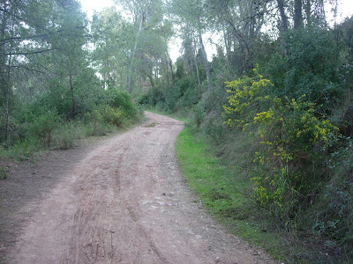 SAB forestal 2