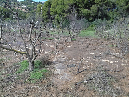 salmorres olesa 2
