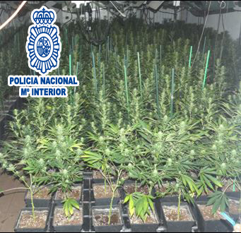 collbato marihuana 2