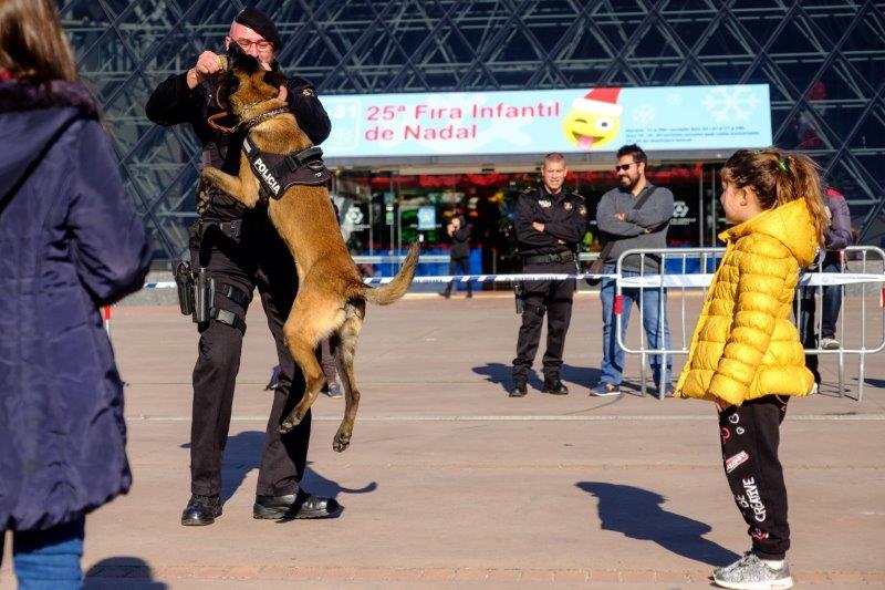 exhibició canina