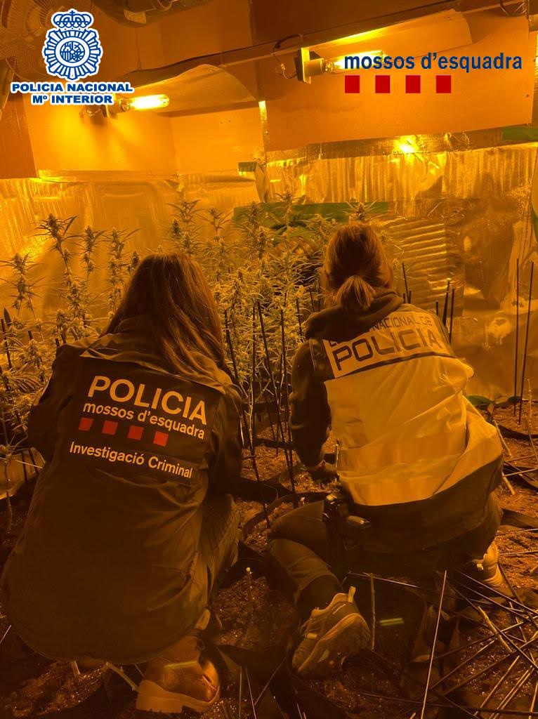 marihuana castefa pn me