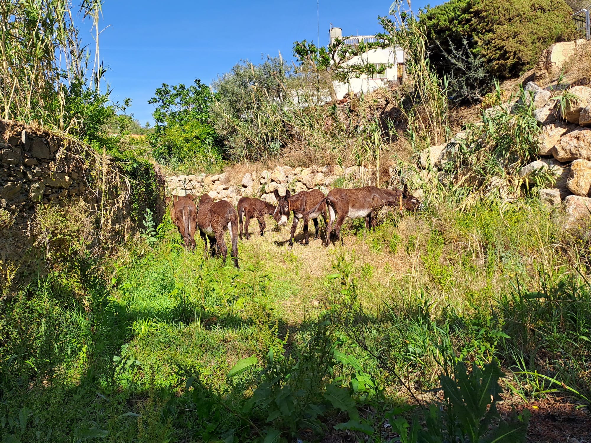 burros menjant riera 2
