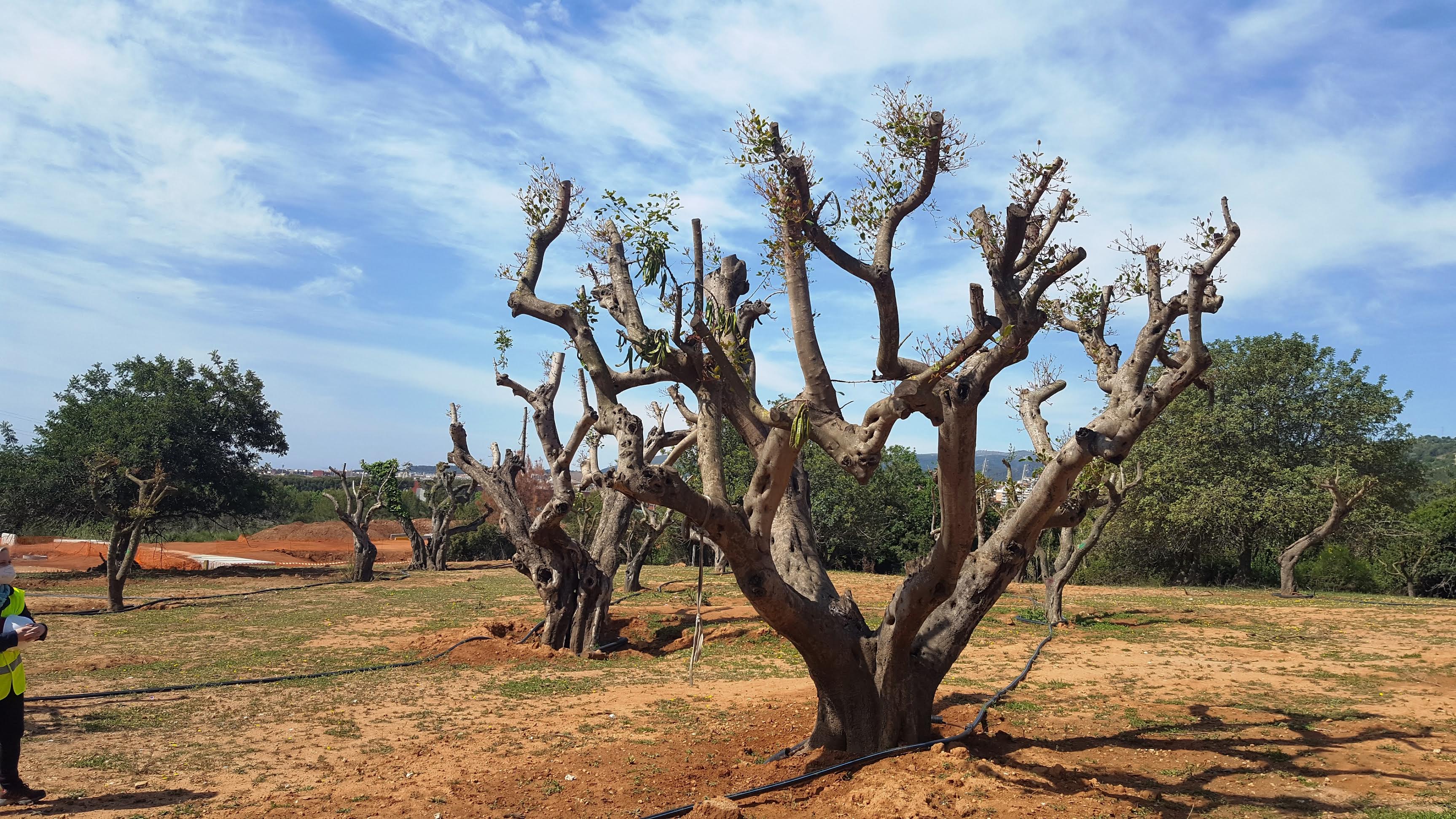 0 3 viladecans green