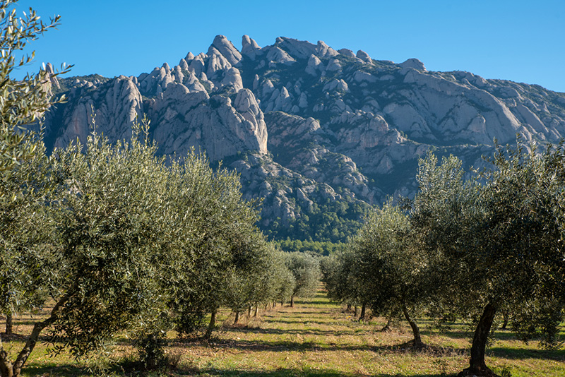 20190107 parcruralmontserrat marcpuigperez 077 mp22879