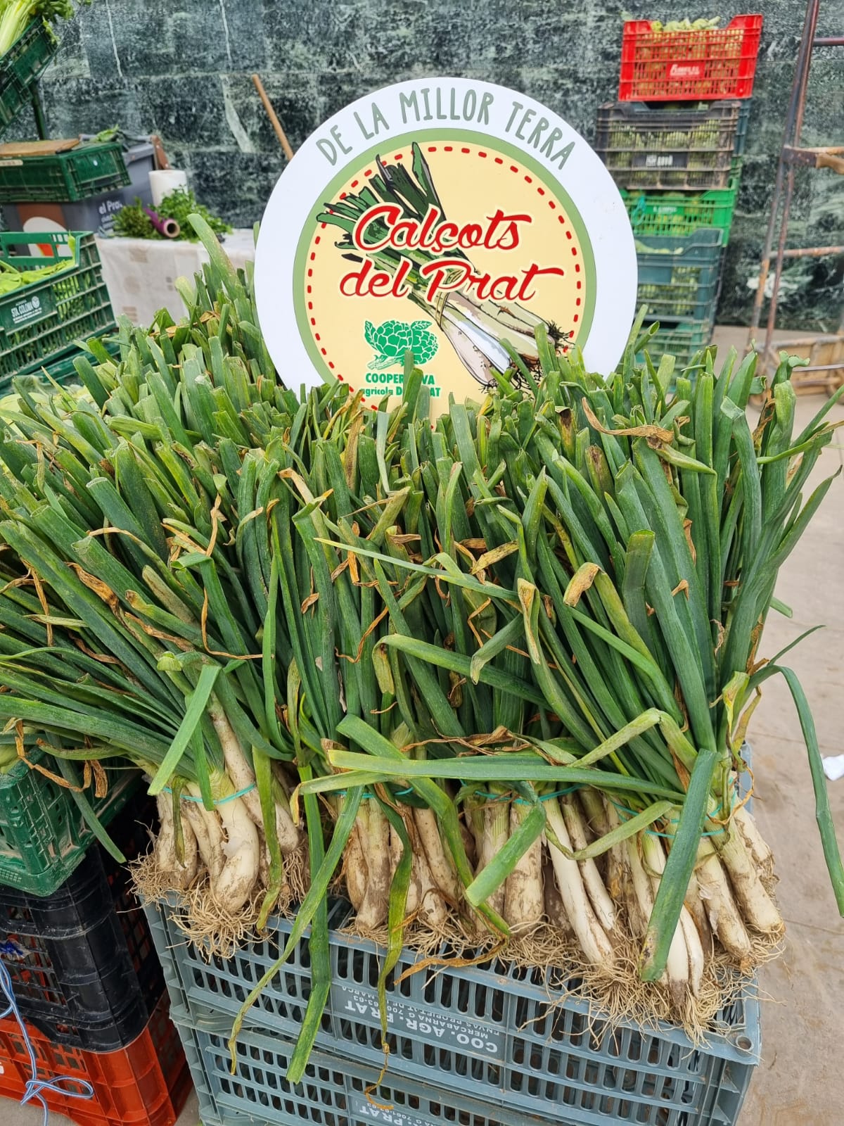 Calçots del Prat