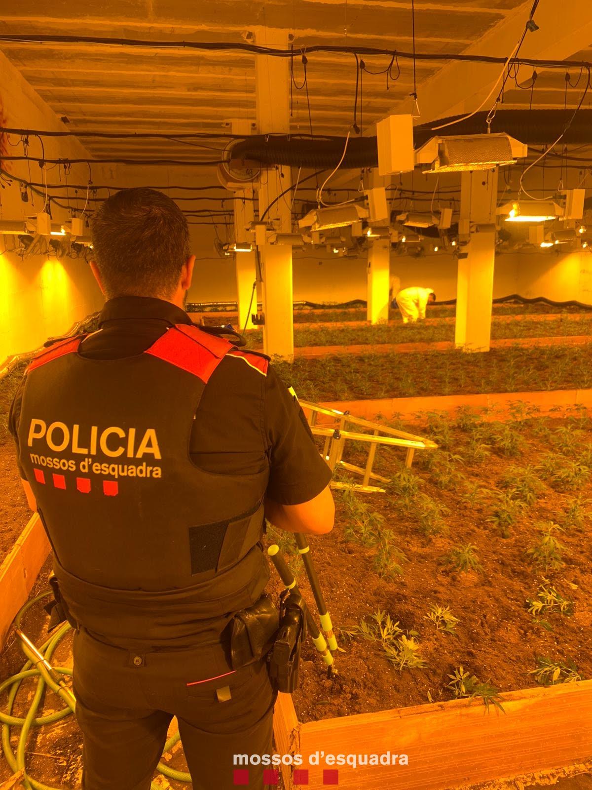 marihu esparreguera 1