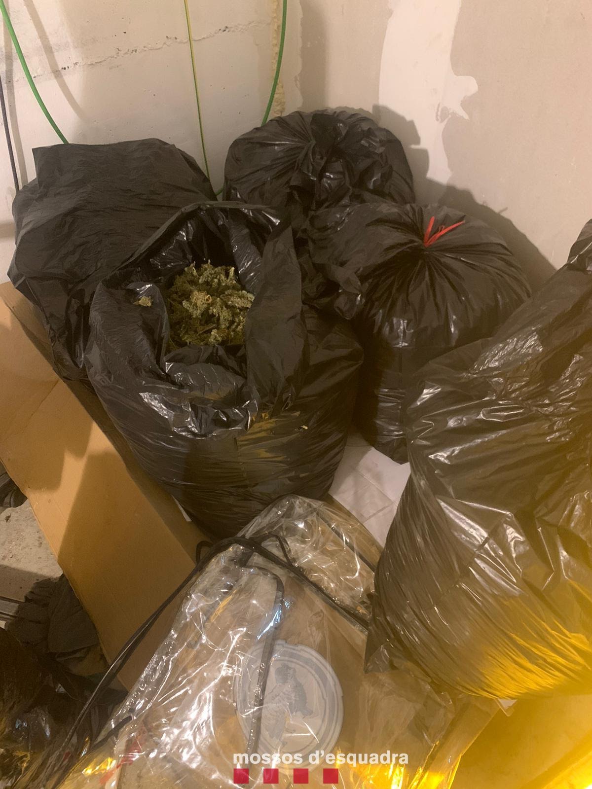marihuana.esparreguera 3